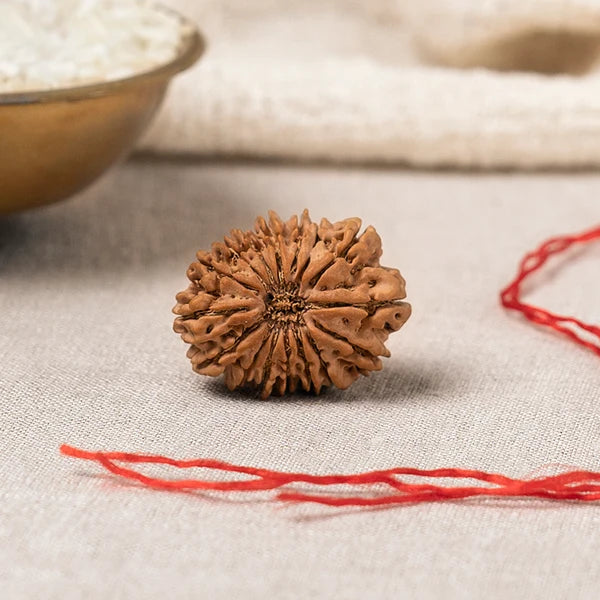 16 Mukhi Rudraksha