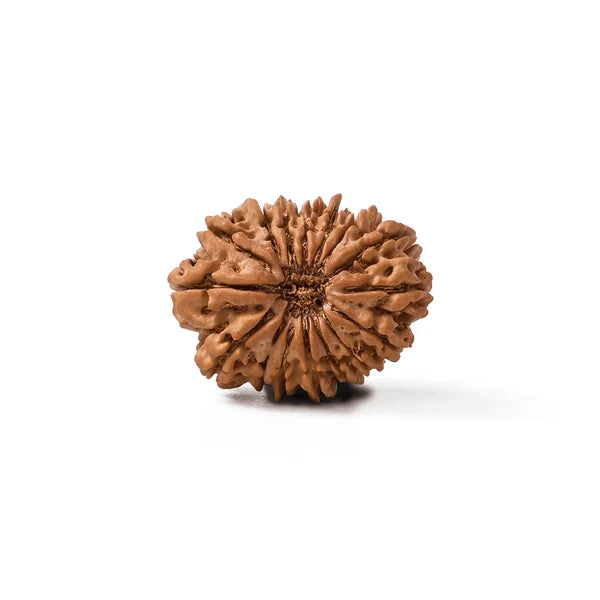 16 Mukhi Rudraksha