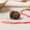 Sawar Rudraksha