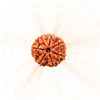 7 Mukhi Rudraksha