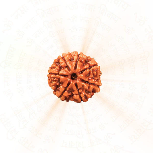 7 Mukhi Rudraksha