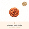 7 Mukhi Rudraksha