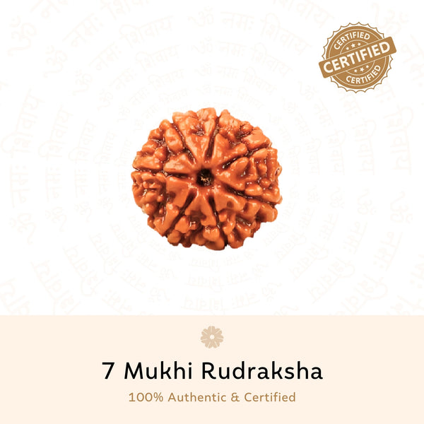 7 Mukhi Rudraksha