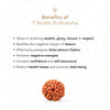 7 Mukhi Rudraksha