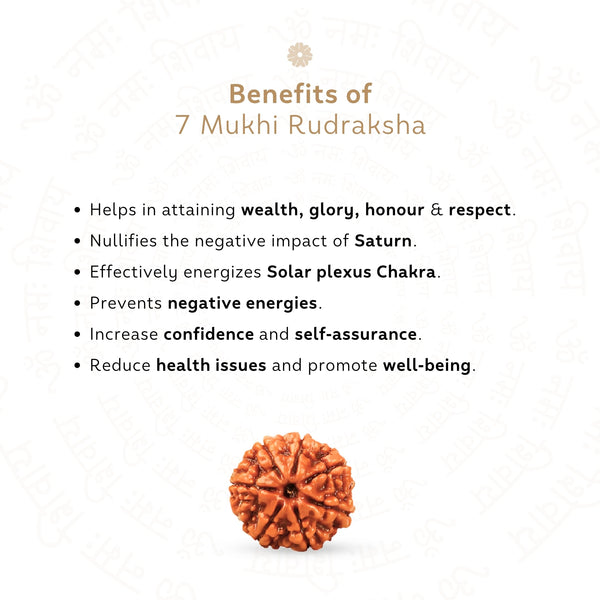 7 Mukhi Rudraksha