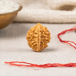 2 Mukhi Rudraksha