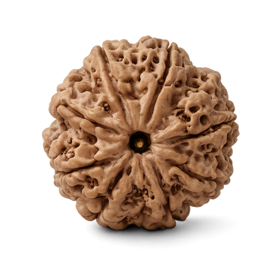 8 Mukhi Rudraksha