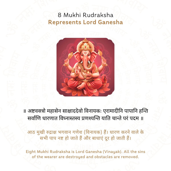 8 Mukhi Rudraksha