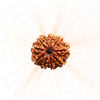 9 Mukhi Rudraksha