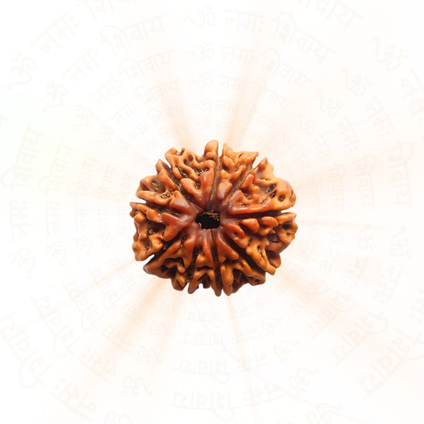 9 Mukhi Rudraksha