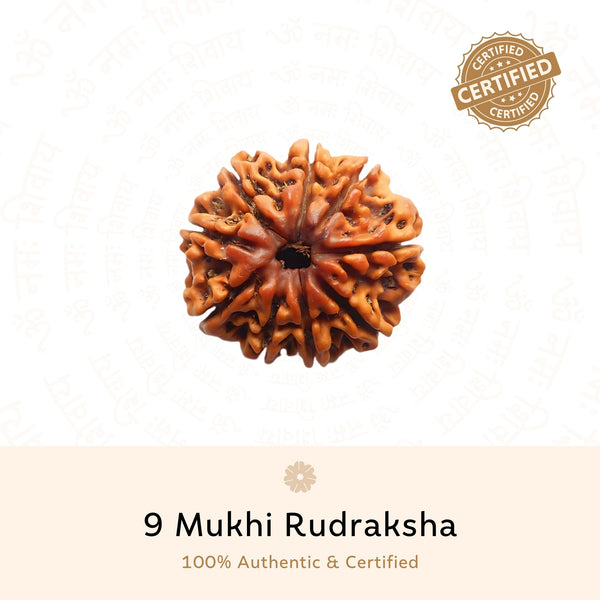9 Mukhi Rudraksha