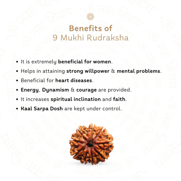9 Mukhi Rudraksha