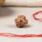 3 Mukhi Rudraksha