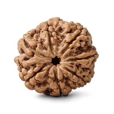 7 Mukhi Rudraksha