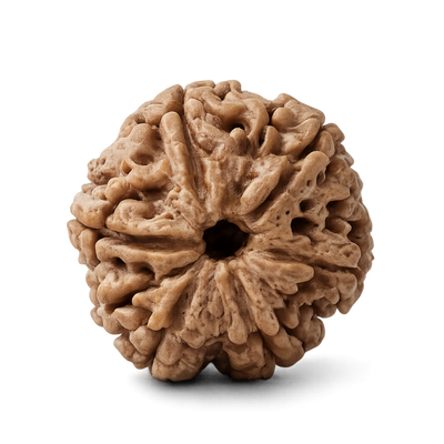 6 Mukhi Rudraksha
