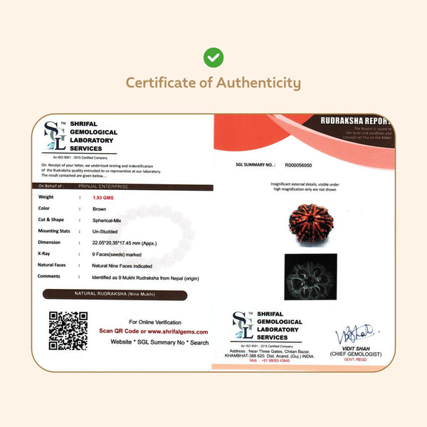 9 Mukhi Rudraksha