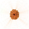 10 Mukhi Rudraksha