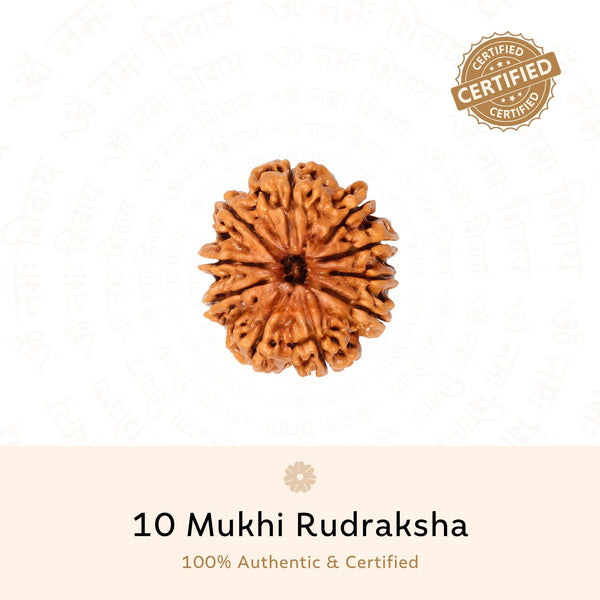 10 Mukhi Rudraksha