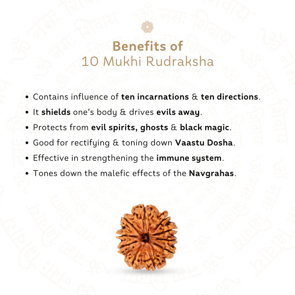 10 Mukhi Rudraksha