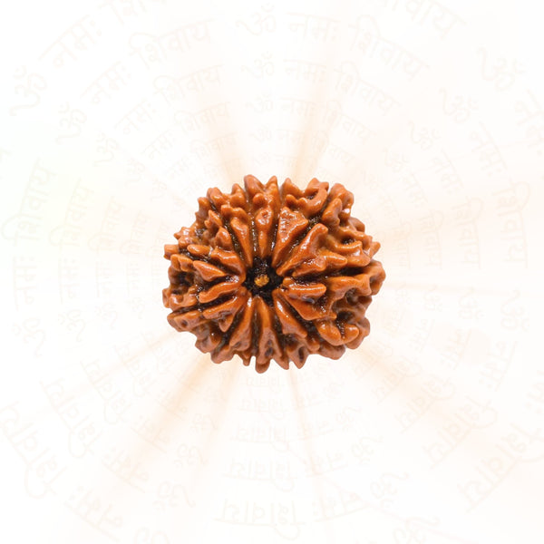 11 Mukhi Rudraksha