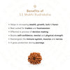 11 Mukhi Rudraksha