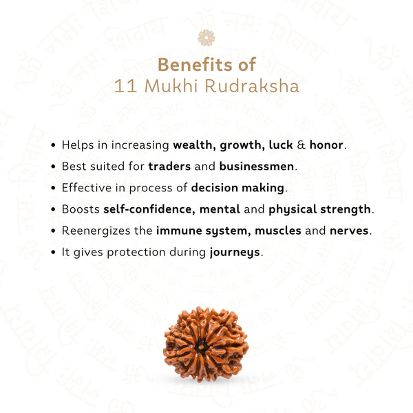 11 Mukhi Rudraksha