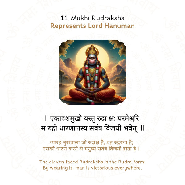 11 Mukhi Rudraksha