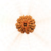 12 Mukhi Rudraksha