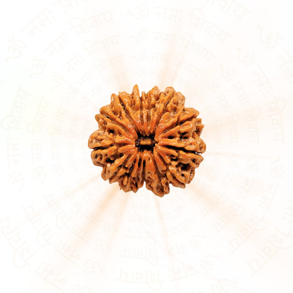 12 Mukhi Rudraksha