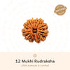 12 Mukhi Rudraksha