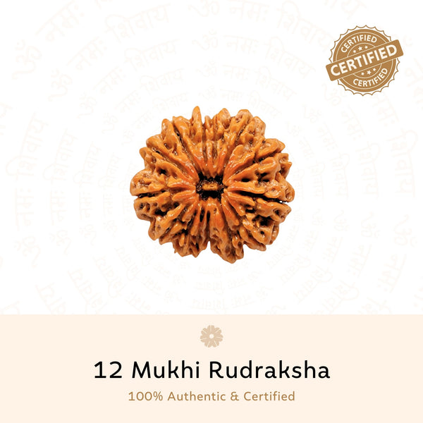 12 Mukhi Rudraksha