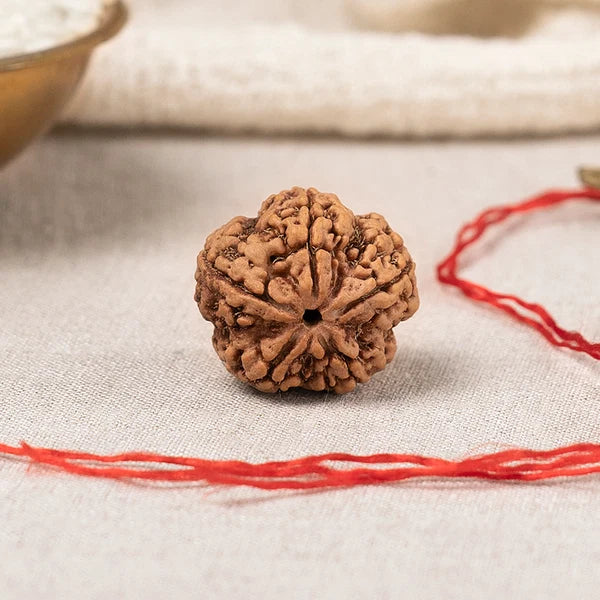 5 Mukhi Rudraksha