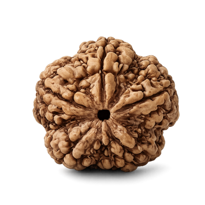 5 Mukhi Rudraksha