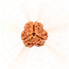 3 Mukhi Rudraksha