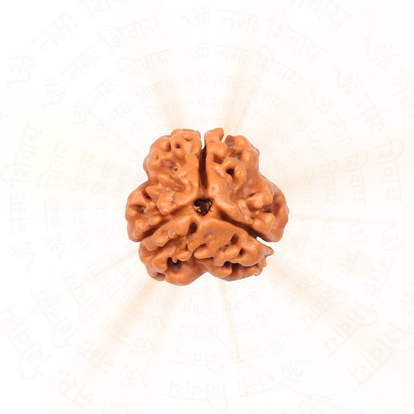 3 Mukhi Rudraksha
