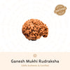 Ganesh Mukhi Rudraksha