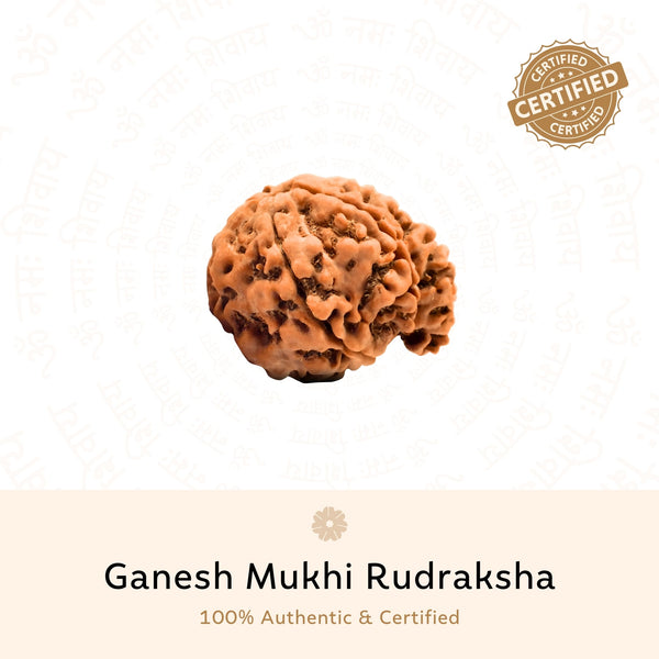 Ganesh Mukhi Rudraksha
