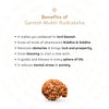 Ganesh Mukhi Rudraksha