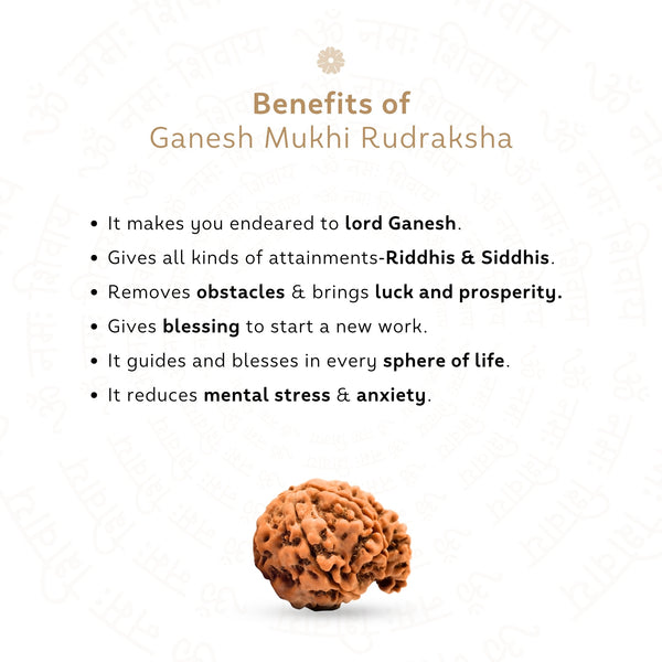 Ganesh Mukhi Rudraksha