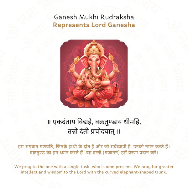 Ganesh Mukhi Rudraksha