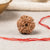 6 Mukhi Rudraksha