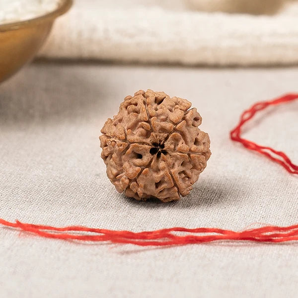 6 Mukhi Rudraksha
