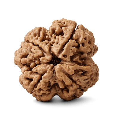 4 Mukhi Rudraksha