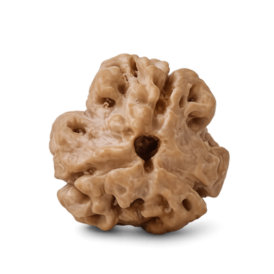 3 Mukhi Rudraksha