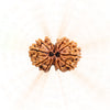 Gauri Shankar Rudraksha