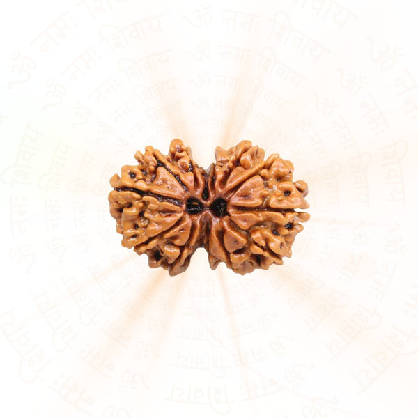 Gauri Shankar Rudraksha