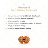 Gauri Shankar Rudraksha