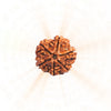 6 Mukhi Rudraksha