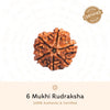 6 Mukhi Rudraksha