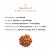 6 Mukhi Rudraksha